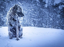 МЧС: на Волгоградскую область надвигается снегопад с метелями 