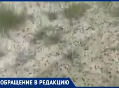 Полчища саранчи на полях Волгоградской области сняли на видео