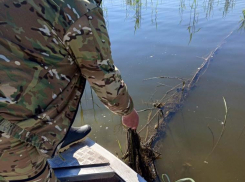 Две тонны полуживой рыбы нашли в брошенных сетях под Волгоградом 