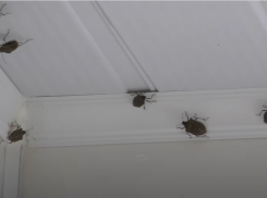 В Волгограде эвакуировали областную психбольницу из-за нашествия клопов