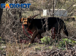 Обгладывающую окровавленный скелет собаку сняли в Волгограде 