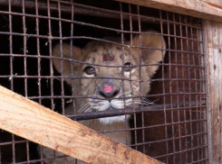 В Волгограде всем миром собирают пропитание для спасенных от контрабандистов львят