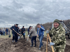 Четыре тысячи дубов высадили в Волгоградской области в память о погибших