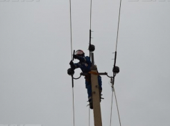 Под Волгоградом убило током краснокнижного орла