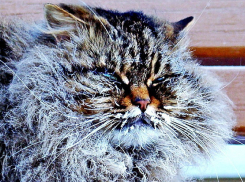 Волгоградскую область начало «морозить» по ночам