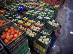 Возобновление поставок овощей и фруктов из Египта в Россию продиктовано не дефицитом товара, а политикой, – волгоградский эксперт 