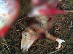 Стая волков напала на хутор в Волгоградской области