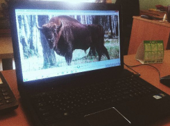 Краснокнижных зубров и северных оленей волгоградцам продавали в интернет-зоомагазине