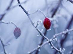 Изморось вместо снега пообещали волгоградцам синоптики