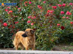 Волна дневного похолодания надвигается на Волгоград 
