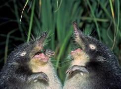 Волгоград навсегда потерял пушистого зверька с забавным носом