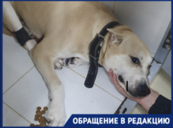 Домашний питомец бился в конвульсиях: волгоградец рассказал о найденном во дворе яде