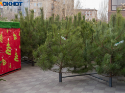 Торговля новогодними елками началась в Волгограде