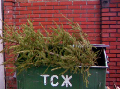 Волгоградцы открыли сезон выбрасывания елок