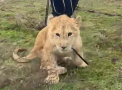 Спасенного львенка из Дагестана привезли в Волгоградскую область