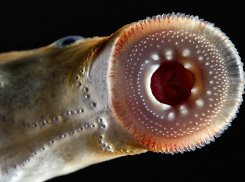 Украинская семидырка покидает Волгоградскую область