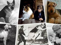 Какие породы собак были самыми популярными в советском Волгограде