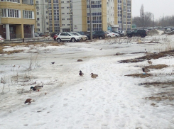 Накануне охотничьего сезона утки попрятались во дворах Волгограда