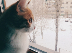 Волгоградцы снова остались без снега, зато с морозами до -13°С