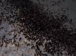 Улицу на севере Волгограда оккупировали тараканы