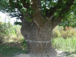 Трёхвековой дуб из Волгоградской области борется за звание «дерево года»