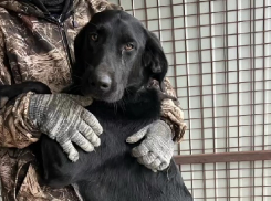 Скитавшийся по подъездам Волгограда любитель обниматься попал в приют