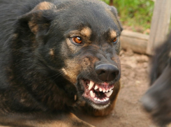Волгоградцы обратились к спасателям из-за бойцовской собаки