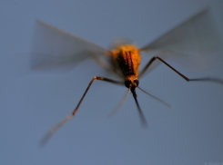 Лихорадка Западного Нила покидает волгоградский регион