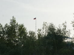 Семь тысяч гектаров волгоградских лесов могут быть уничтожены вредителями