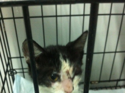 В Волгограде четверо детей на глазах у родителей пытались убить котенка