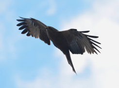 Черный коршун над волгоградскими степями: фотограф «поймал» хищную птицу
