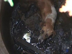 В Волгограде спасатели вытащили из 3-метрового колодца собаку 