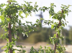 Единственное дерево парка сталинградских вдов на Мамаевом кургане покрылось листвой