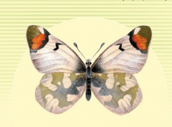 Бабочка-белянка пропадает из Волгоградской области