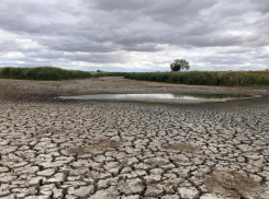 Про заразу, которая поразила больше 3 районов Волгоградской области, рассказал член ОНФ