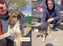 Щенок с пулей в позвоночнике выжил в Волгограде