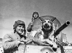 Служебные дворняжки шли под танки в боях за Сталинград