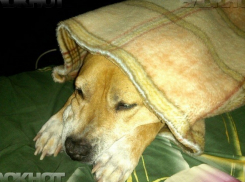 Туман придет в Волгоградскую область днем, а по ночам мороз крепчает