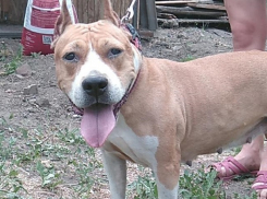 Волгоградцы выкинули на улицу молодую красивую стаффку с больными глазами ﻿