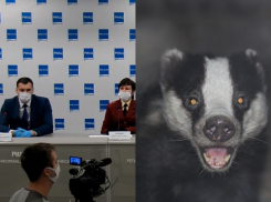 Лечить COVID-19 барсучьим жиром начали в Волгограде из-за опустевших аптек