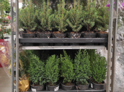 Как ухаживать за мини-елкой в горшке, рассказала агроном из Волгограда