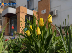 29 мая в Волгограде обещает быть солнечным и жарким