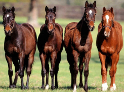 В Волгограде разыскивают похитителя четырех лошадей