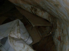 В Волгограде группа мужчин разделала пса под окнами многоэтажки