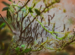 Нашествие паутинной моли уничтожает зелень в Волгоградской области