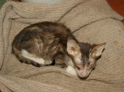 В Волгограде пенсионерка-зоозащитница морит кошек голодом, спасая их от морозов