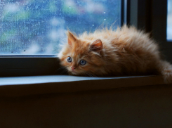 Дождь обрушится на Волгоград уже ночью