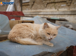 Волгоградцев предупредили о нашествии крыс 