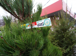 Где купить елку к Новому году в Волгограде: список адресов базаров