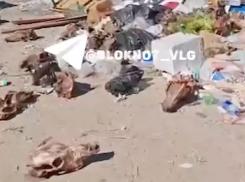 Черепа разбросали у детского сада в Волгограде